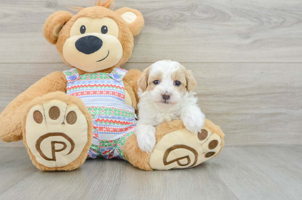 5 week old Maltipoo Puppy For Sale - Simply Southern Pups