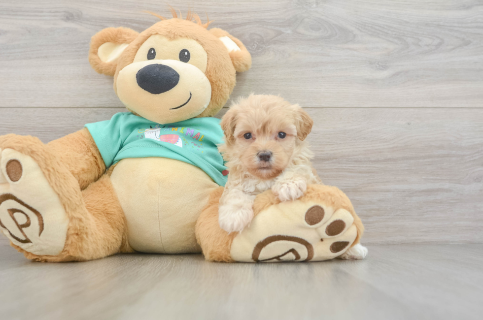 6 week old Maltipoo Puppy For Sale - Simply Southern Pups