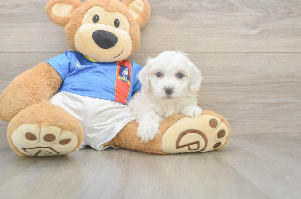 5 week old Maltipoo Puppy For Sale - Simply Southern Pups