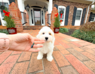 9 week old Maltipoo Puppy For Sale - Simply Southern Pups