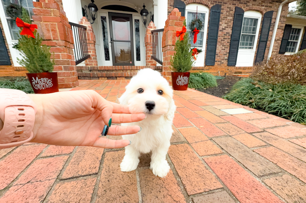 9 week old Maltipoo Puppy For Sale - Simply Southern Pups