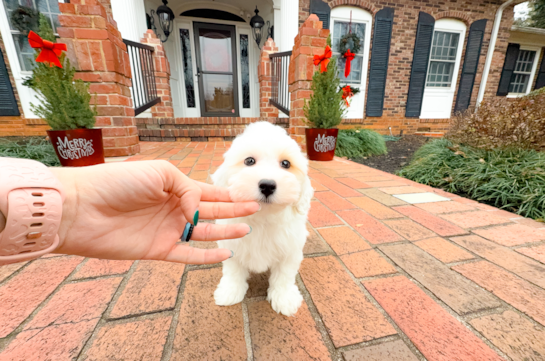 Maltipoo Pup Being Cute