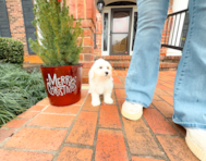 10 week old Maltipoo Puppy For Sale - Simply Southern Pups