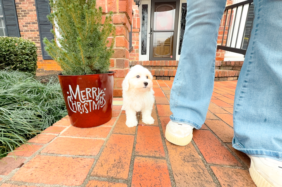 10 week old Maltipoo Puppy For Sale - Simply Southern Pups