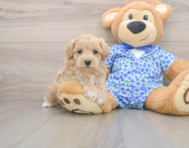 6 week old Maltipoo Puppy For Sale - Simply Southern Pups