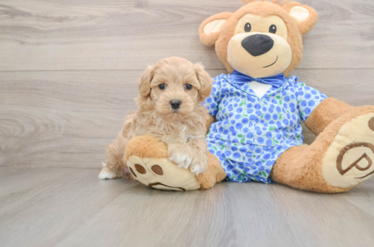 Playful Maltepoo Poodle Mix Puppy