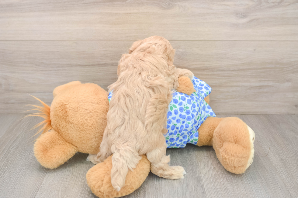 Maltipoo Pup Being Cute