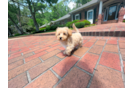 Cute Malt a Poo Poodle Mix Puppy