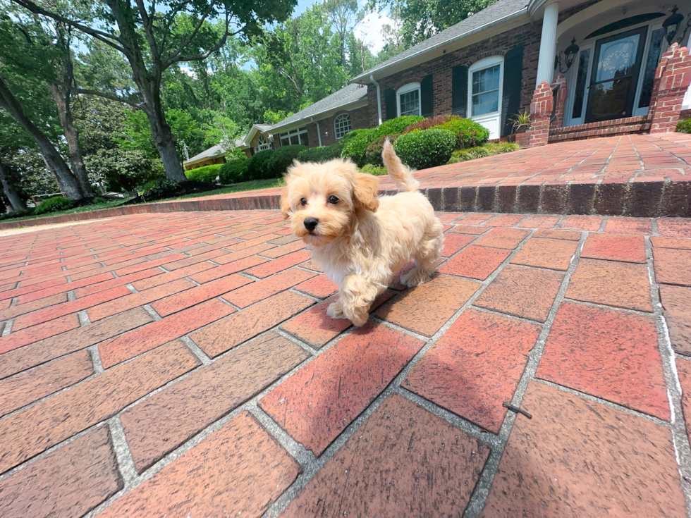 Cute Malt a Poo Poodle Mix Puppy