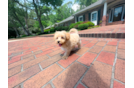 Cute Maltipoo Baby