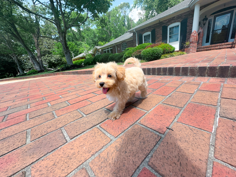 Cute Maltipoo Baby