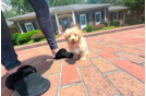 Cute Maltipoo Poodle Mix Pup