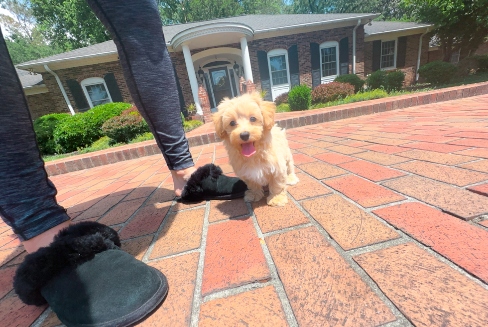 Cute Maltipoo Poodle Mix Pup