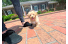 Cute Maltipoo Baby