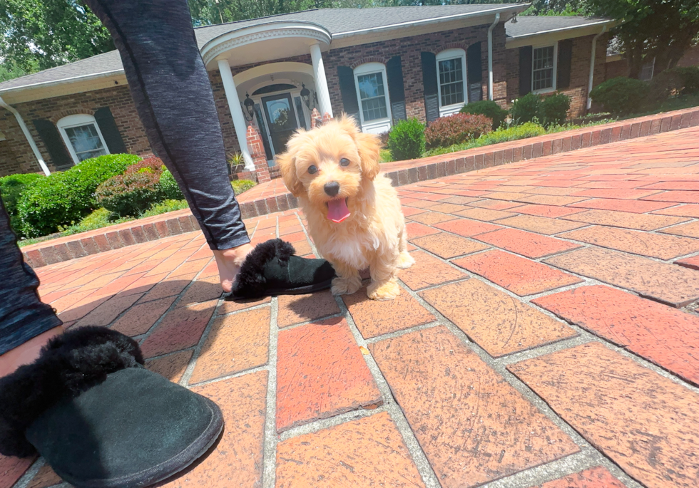 Cute Maltipoo Baby