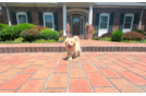 Cute Maltipoo Baby