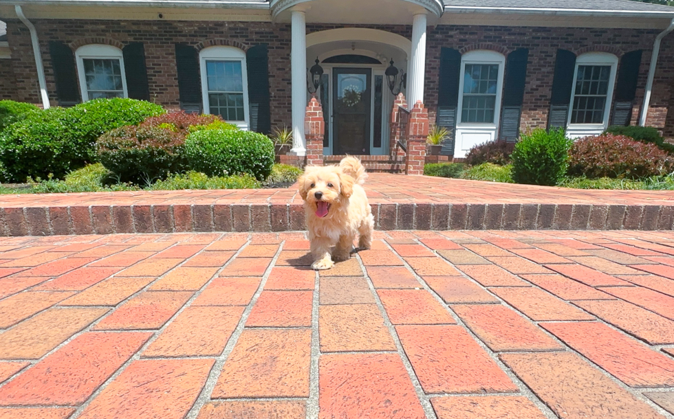 Cute Maltipoo Baby