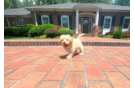 Cute Maltipoo Baby