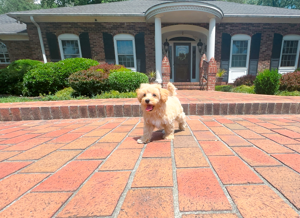 Cute Malt a Poo Poodle Mix Puppy