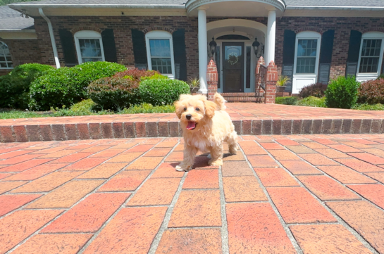 Cute Malt a Poo Poodle Mix Puppy