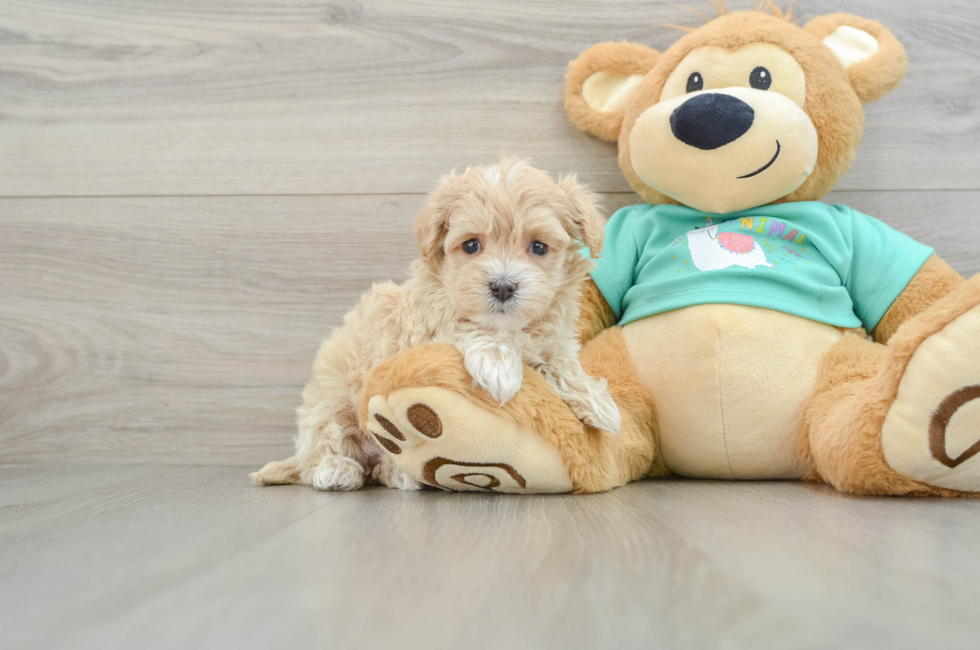 5 week old Maltipoo Puppy For Sale - Simply Southern Pups