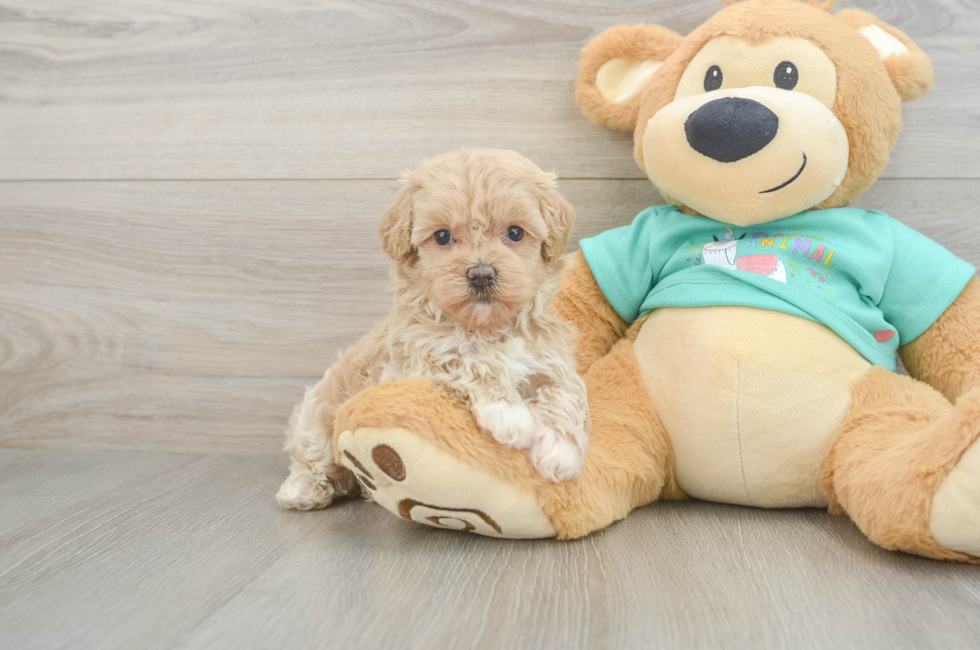 6 week old Maltipoo Puppy For Sale - Simply Southern Pups