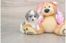 Maltipoo Puppy for Adoption