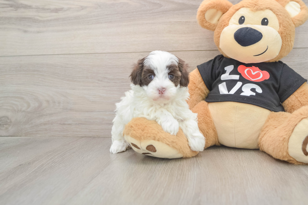 Maltipoo Puppy for Adoption