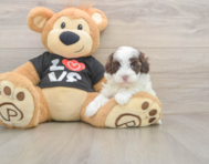 7 week old Maltipoo Puppy For Sale - Simply Southern Pups