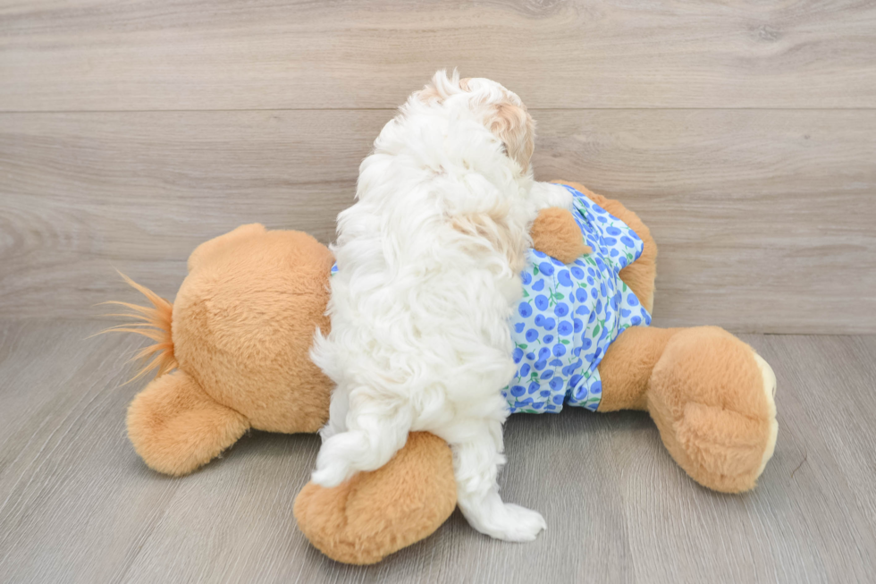Smart Maltipoo Poodle Mix Pup