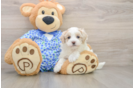Maltipoo Puppy for Adoption