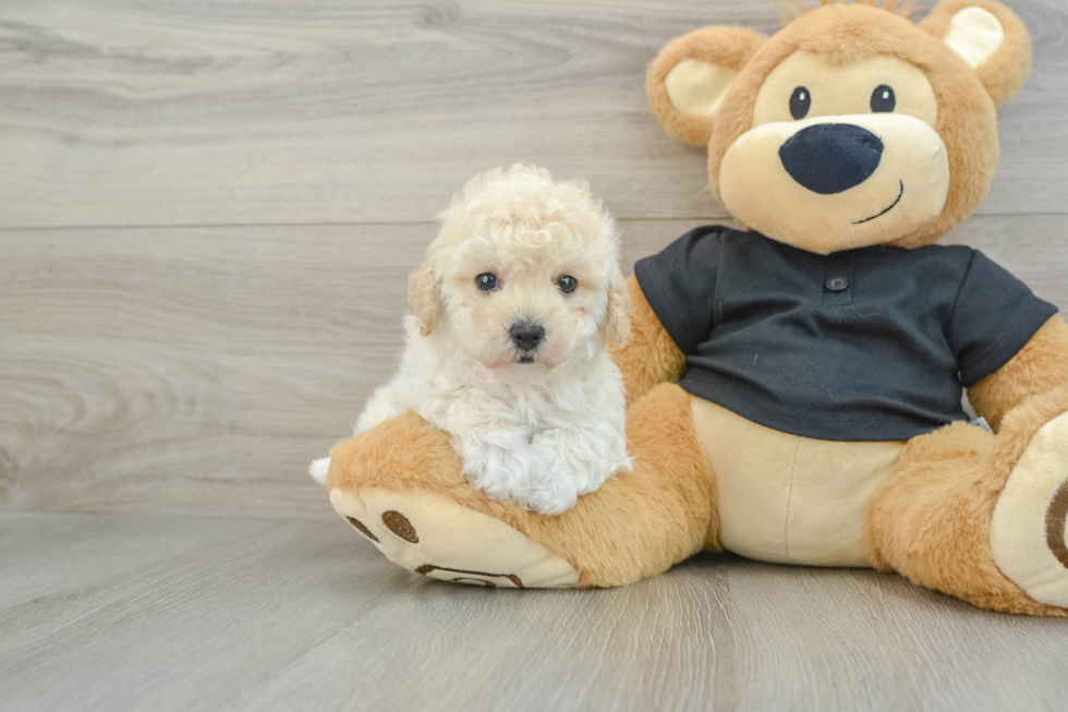 Little Maltese Poodle Poodle Mix Puppy