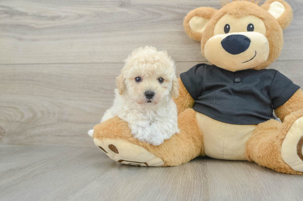 6 week old Maltipoo Puppy For Sale - Simply Southern Pups