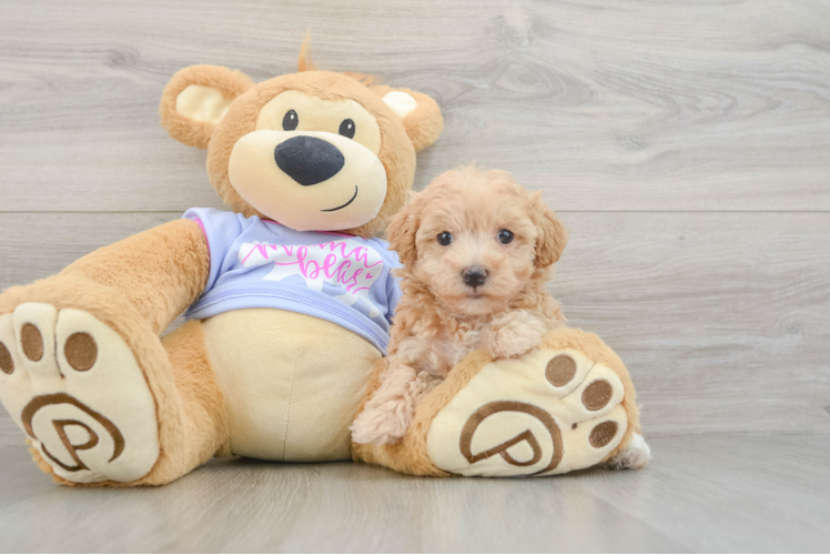 Small Maltipoo Baby