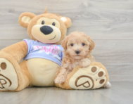 8 week old Maltipoo Puppy For Sale - Simply Southern Pups