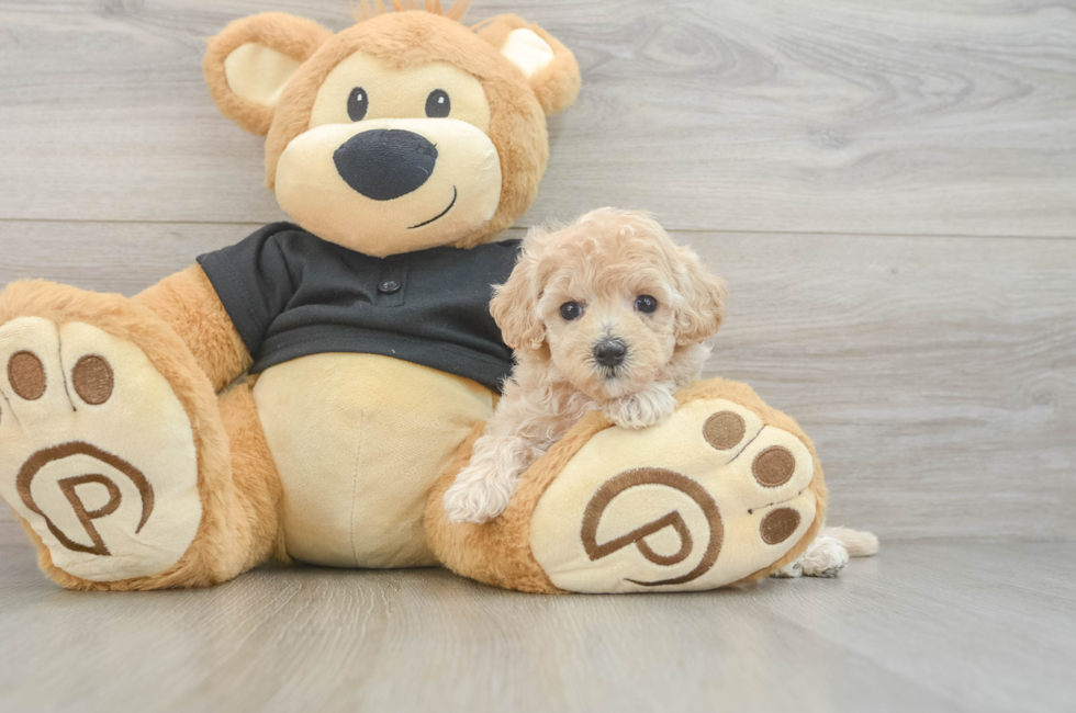 6 week old Maltipoo Puppy For Sale - Simply Southern Pups