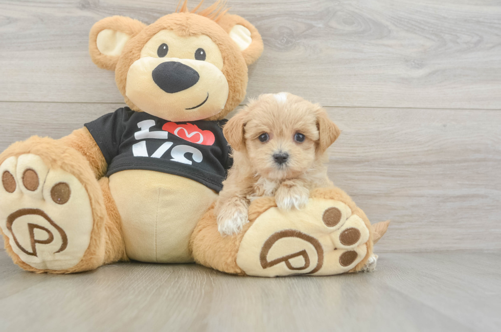 5 week old Maltipoo Puppy For Sale - Simply Southern Pups
