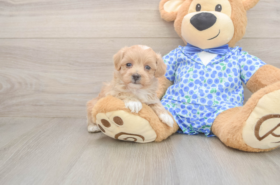5 week old Maltipoo Puppy For Sale - Simply Southern Pups