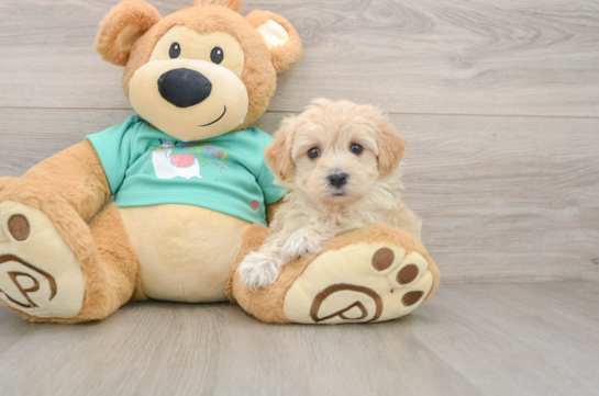 Adorable Multipoo Poodle Mix Puppy