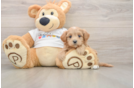 Maltipoo Pup Being Cute