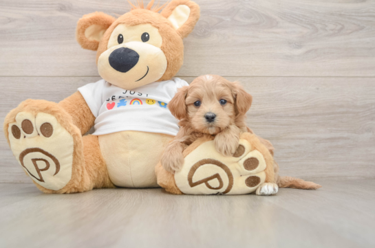 Maltipoo Pup Being Cute
