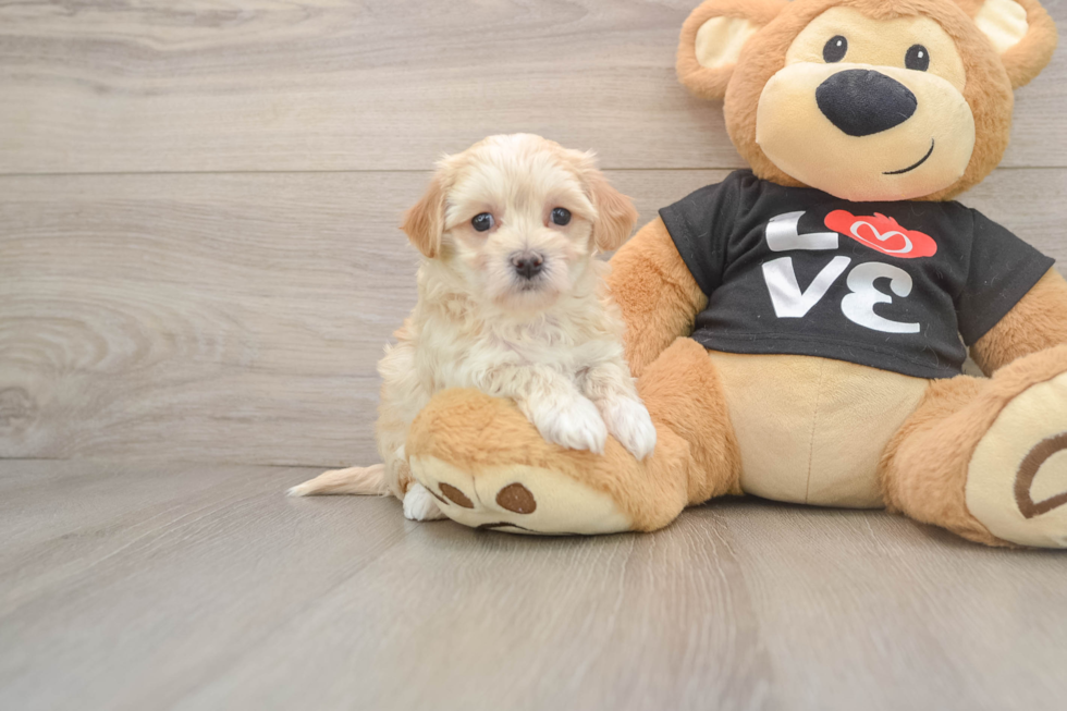 Friendly Maltipoo Baby