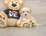 8 week old Maltipoo Puppy For Sale - Simply Southern Pups