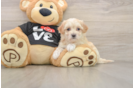 Popular Maltipoo Poodle Mix Pup
