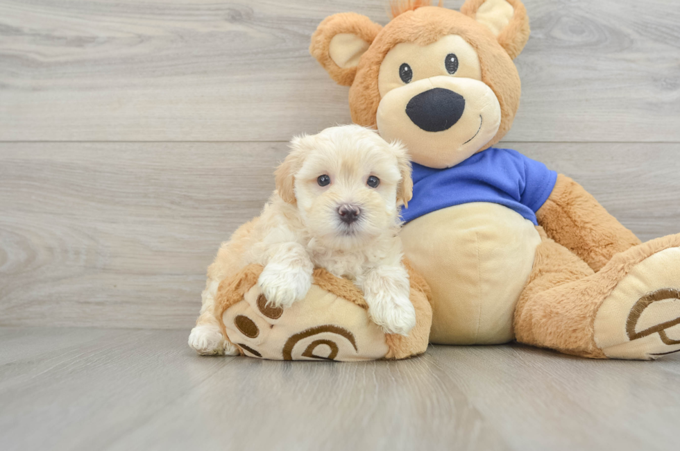 6 week old Maltipoo Puppy For Sale - Simply Southern Pups