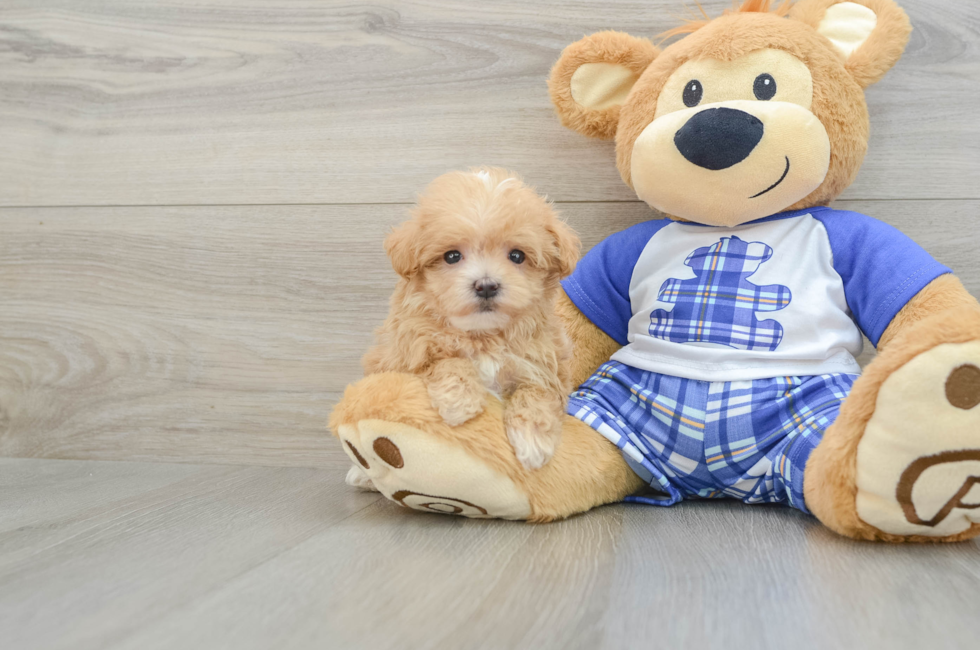 8 week old Maltipoo Puppy For Sale - Simply Southern Pups