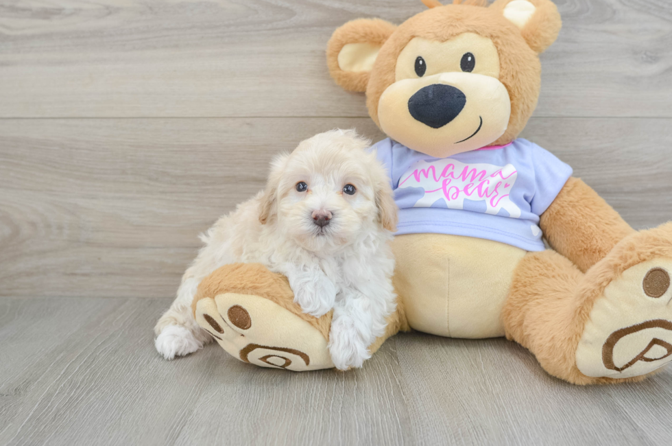 5 week old Maltipoo Puppy For Sale - Simply Southern Pups