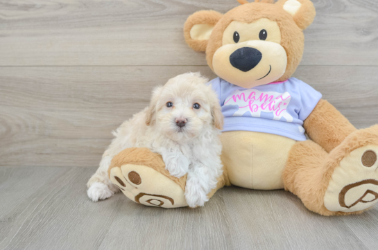 Maltipoo Puppy for Adoption