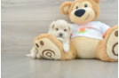Fluffy Maltipoo Poodle Mix Pup
