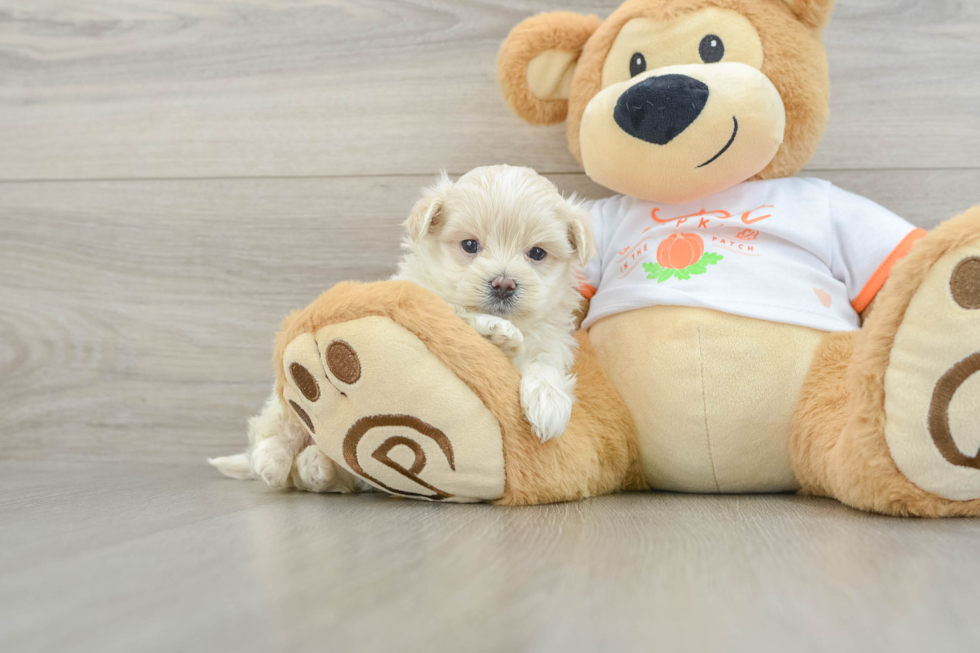 Fluffy Maltipoo Poodle Mix Pup